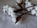 cotton flowers are scattered on a white cotton tablecloth. close shooting.