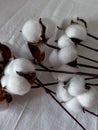 cotton flowers are scattered on a white cotton tablecloth. close shooting. selective focus