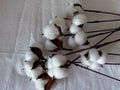 cotton flowers are scattered on a white cotton tablecloth. close shooting.