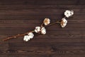 Cotton flowers on wooden background. Closeup