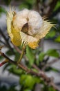 Cotton Gossypium arboreum. tree cotton Royalty Free Stock Photo