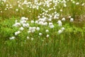 Cotton grass Royalty Free Stock Photo