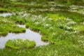 Cotton grass Royalty Free Stock Photo