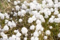 Cotton Grass in Arctic Royalty Free Stock Photo