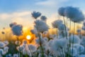 Cotton Grass Royalty Free Stock Photo