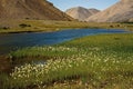 Cotton grass on the bank of the river in a mountain valley. Royalty Free Stock Photo