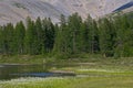 Cotton grass on the bank of the river in a mountain valley. Royalty Free Stock Photo