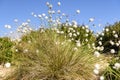 Cotton grass, Eriophorum angustifolium Royalty Free Stock Photo