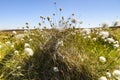 Cotton grass, Eriophorum angustifolium Royalty Free Stock Photo