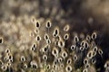 Cotton grass (Eriophorum) flowering coastal plants Royalty Free Stock Photo