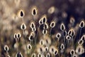 Cotton grass (Eriophorum) flowering coastal plants Royalty Free Stock Photo