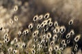 Cotton grass (Eriophorum) flowering coastal plants Royalty Free Stock Photo