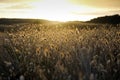 Cotton grass (Eriophorum) flowering coastal plants Royalty Free Stock Photo