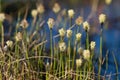 Cotton grass (Eriophorum) in the tundra.
