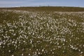 Cotton grass, Eriophorum vaginatum Royalty Free Stock Photo