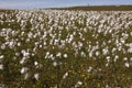 Cotton grass, Eriophorum vaginatum Royalty Free Stock Photo