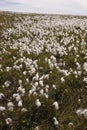 Cotton grass, Eriophorum vaginatum Royalty Free Stock Photo