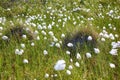 Cotton grass Eriophorum vaginatum Royalty Free Stock Photo