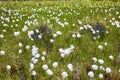 Cotton grass Eriophorum vaginatum Royalty Free Stock Photo