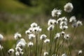 Cotton grass Eriophorum vaginatum Royalty Free Stock Photo