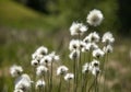 Cotton grass Eriophorum vaginatum Royalty Free Stock Photo