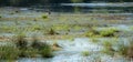 Cotton grass Eriophorum vaginatum in the water in a bog landsc Royalty Free Stock Photo