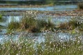 Cotton grass Eriophorum vaginatum and water in the Venner Moor Royalty Free Stock Photo