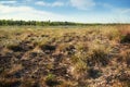 Cotton grass Eriophorum vaginatum in a wide bog landscape in s Royalty Free Stock Photo