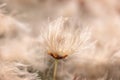 Cotton grass flower Eriophorum close up in Jasper National park, Alberta Canada Royalty Free Stock Photo