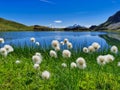 Cotton grass flowers in front of a mountain lake. Royalty Free Stock Photo