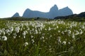 Cotton grass on an island in Norway