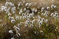 Cotton grass marsh plant in spring, selective focus Royalty Free Stock Photo