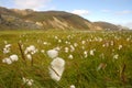 Cotton-grass meadow in Iceland. Royalty Free Stock Photo