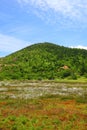 Cotton grass and mountain Royalty Free Stock Photo