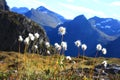 cotton grass in the mountains urkeegga Royalty Free Stock Photo