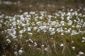 Cotton grass on an Irish bog.