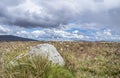 Cotton grass at Rannoch moor in the scottish highlands Royalty Free Stock Photo