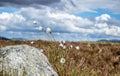 Cotton grass at Rannoch moor in the scottish highlands Royalty Free Stock Photo