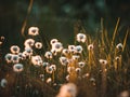 Cotton grass in the rays of evening sun on a swamp area Royalty Free Stock Photo