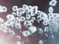 Cotton grass in the rays of light of the rising sun Royalty Free Stock Photo