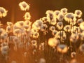 Cotton grass in the rays of the rising sun. Nature background Royalty Free Stock Photo