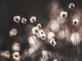 Cotton grass in the rays of sun on a swamp in northern Sweden Royalty Free Stock Photo