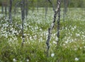 Cotton grass in Scandinavian meadow Royalty Free Stock Photo