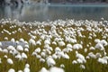 Cotton grass Royalty Free Stock Photo