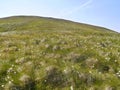 Cotton grass strewn mountainside Royalty Free Stock Photo