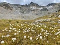 Cotton grass in the Swiss Alps, Lower Engadine, Grisons. Royalty Free Stock Photo