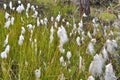 Cotton grass on the Taimyr Peninsula.