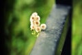 Cotton Grass Royalty Free Stock Photo