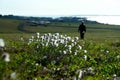 Cotton grass on the tundra of Chukotka. Royalty Free Stock Photo