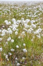 Cotton grass tundra Royalty Free Stock Photo